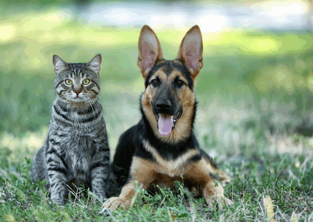 犬や猫の寄生虫(蚊、ノミ、マダニ)対策を動画で解説！｜怖い病気を防ぐために