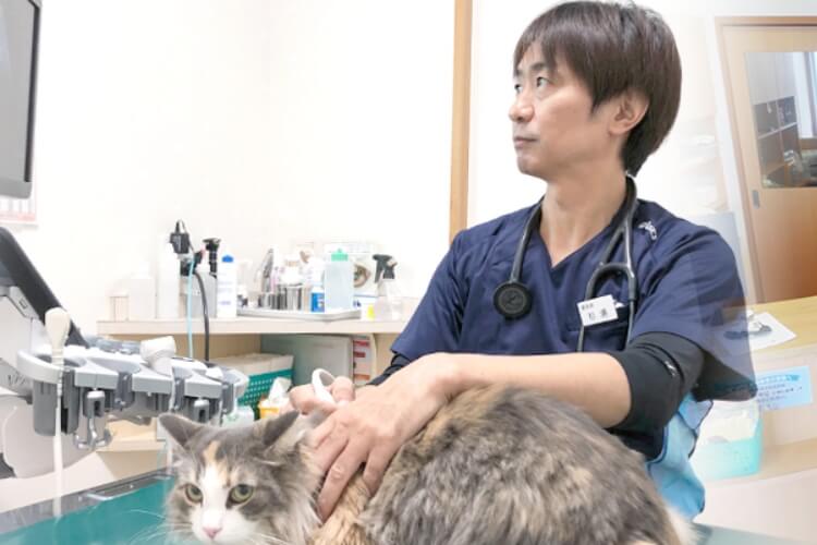 猫を治療している獣医師